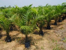 Mendulang Cuan Hilirisasi Sawit