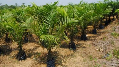 Mendulang Cuan Hilirisasi Sawit