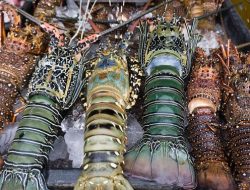 Bertekad Jadi Pemain Lobster Dunia, Indonesia – Vietnam Jalin Kerjasama Sektor Kelautan
