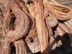 Mengembalikan Kejayaan Rotan Indonesia