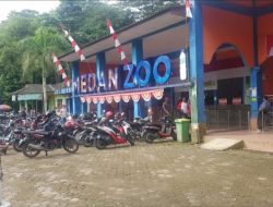 Buntut kematian 4 harimau Medan Zoo dalam 3 bulan, Poldasu periksa pengelola dan BKSDA