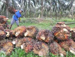 Sikapi Kinerja Manufaktur, Ekonom Ingatkan Jangan Hanya Fokus Pada Hilirisasi Tambang Saja