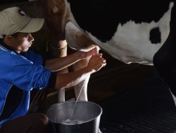 Untuk Penuhi Program Susu Gratis, Perlu Impor 2,5 Juta Sapi Perah