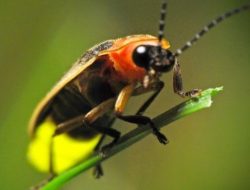 Wisata unik di Kota Medan, menikmati pesona cahaya kunang-kunang seraya healing