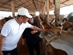 Direktur Pembiayaan Pertanian Merintis Ekosistem Pembiayaan Peternak Lokal