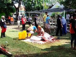 Semangat Idul Adha di Ciremai Giri : 7 Sapi dan 12 Kambing Untuk Berbagi