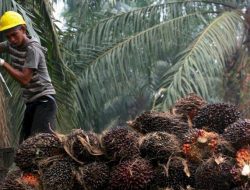 BPDPKS Dukung Hilirisasi Industri Sawit untuk Tingkatkan Perekonomian Rakyat