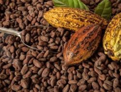 Peringati Hari Kakao Nasional, Kemenperin Berkomitmen Dukung Ekspansi Industri Cokelat Artisan
