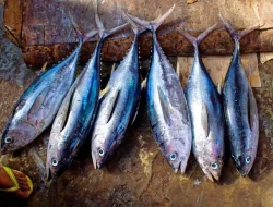 Ajang Seafood Expo Global 2025 Barcelona, KKP Promosikan Produk Tuna Ramah Lingkungan