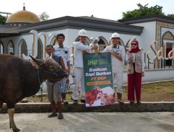 Idul Adha 1446H, IMIP Salurkan 22 Ekor Sapi di Morowali