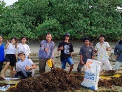 Temuan Mahasiswa UNCRI: Jenis Rumput Laut di Pantai Petrus Kafiar Jadi Potensi Nutrisi Pupuk Organik Ramah Lingkungan