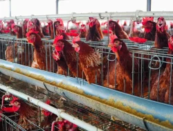 Kinerja Ekspor Unggas 2026 Tembus Rp18,2 Miliar
