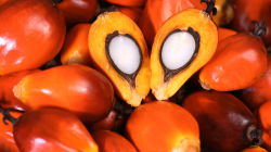 Kinerja Ekspor CPO Menguat, Indonesia sebagai Pemain Utama Global