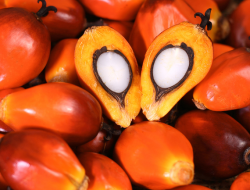 Kinerja Ekspor CPO Menguat, Indonesia sebagai Pemain Utama Global