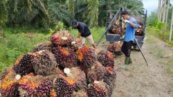 Komisi IV DPR RI: Jangan Korbankan Petani Sawit Akibat Kebijakan Ekspor Satu Pintu