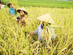 Produksi Beras Semester I 2026 Diproyeksi Meningkat, Luas Panen Ikut Menguat