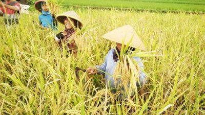 Produksi Beras Semester I 2026 Diproyeksi Meningkat, Luas Panen Ikut Menguat