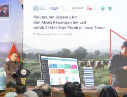 OJK dan ILO Luncurkan Enterprise Resource Planning, Tingkatkan Akses Pembiayaan Peternak Sapi Perah