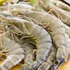 Udang Kebumen Tembus Pasar AS