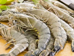 Udang Kebumen Tembus Pasar AS
