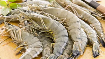Udang Kebumen Tembus Pasar AS