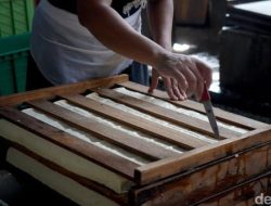 Pemerintah Pantau Harga Kedelai, Produksi Dalam Negeri Jadi Perhatian