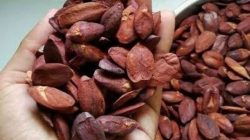 Kacang Kenari Berpotensi Bantu Tingkatkan Kualitas Tidur