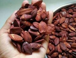 Kacang Kenari Berpotensi Bantu Tingkatkan Kualitas Tidur
