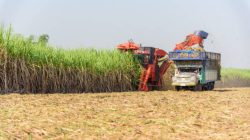 Menuju Kemandirian Gula Nasional, Produktivitas Tebu dan Reformasi Tata Niaga Jadi Kunci