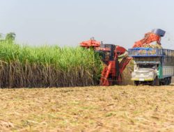 Menuju Kemandirian Gula Nasional, Produktivitas Tebu dan Reformasi Tata Niaga Jadi Kunci
