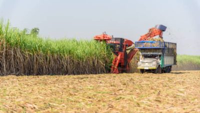 Menuju Kemandirian Gula Nasional, Produktivitas Tebu dan Reformasi Tata Niaga Jadi Kunci